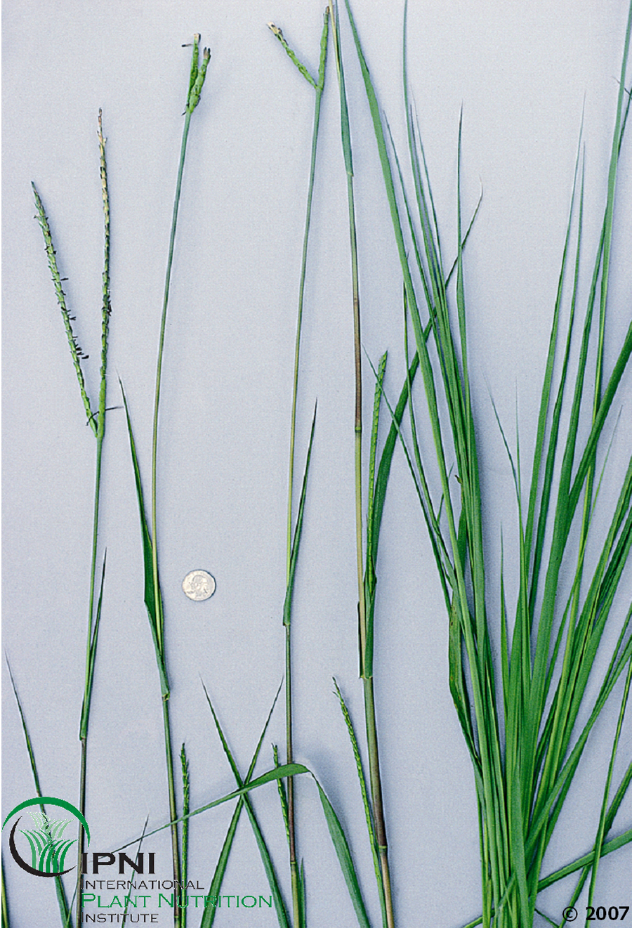 Eastern Gamagrass (Tripsacum dactyloides)
